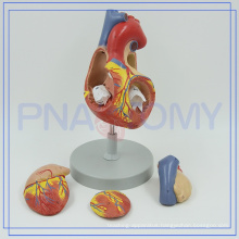 PNT-0405 heart model for human